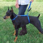 Поводок… под животом?