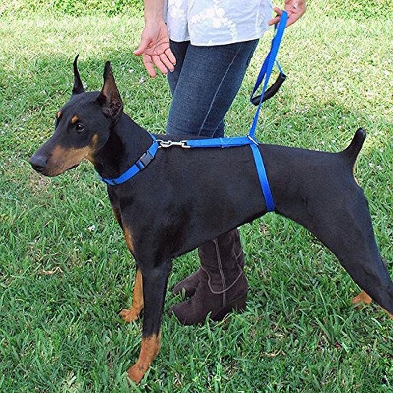 Read more about the article Поводок… под животом?