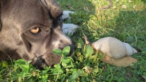 Read more about the article Собака плохо ест…