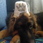 Ошибка вины